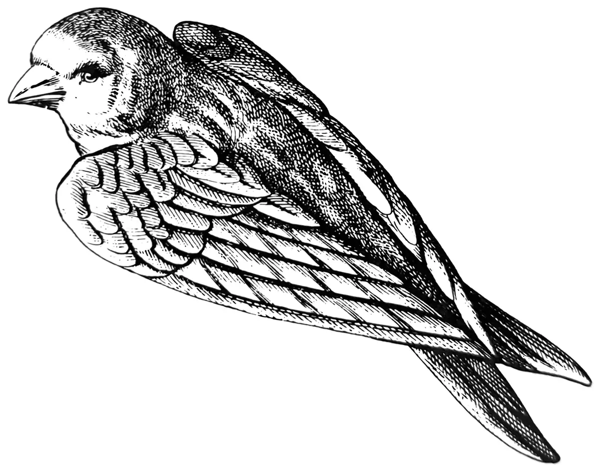 Anton Reiche Form – Illustration – Vogel